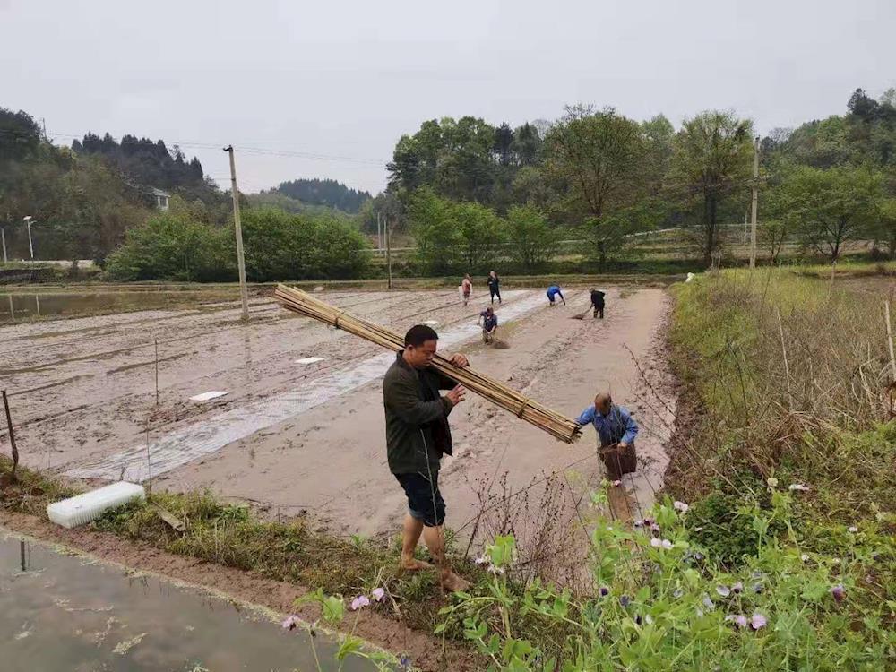 图为桃源县佘家坪乡赫曦堉村支部书记周林钦帮助大户育秧党员公示,亮